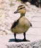 Ducky