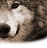 CanisLupus