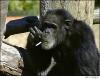 chimp.jpg