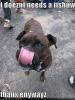funny_dog_pictures_tongue_lick_nose.jpg