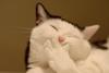 funny_picture_cat_picture_ehpien_cat.jpg