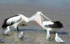 pelican_dentistry.jpg