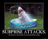 Shark_pool.jpg