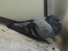 pigeon.jpg