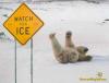 funny_polar_bear_pic_img121.jpg