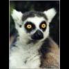 Seriel Killer